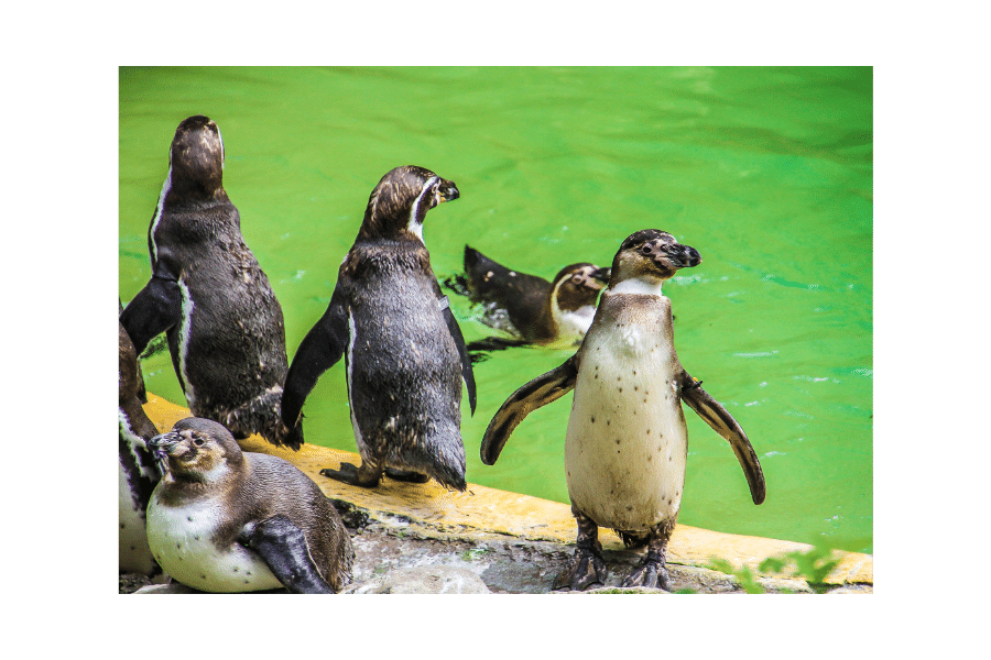 Dudley Zoo